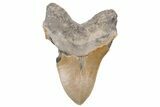 Bargain, Fossil Megalodon Tooth - Sharp Serrations #235140-2
